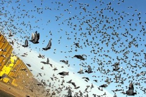 l-impressionnante-nuee-des-pigeons-voyageurs-lors-du-lacher_168790_516x343